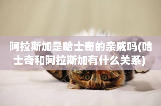 阿拉斯加是哈士奇的親戚嗎(哈士奇和阿拉斯加有什么關系) 