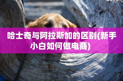 哈士奇與阿拉斯加的區別(新手小白如何做電商) 