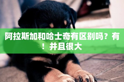 阿拉斯加和哈士奇有區別嗎？有！并且很大 