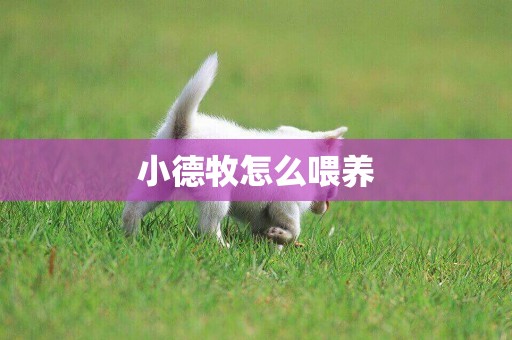 小德牧怎么喂養