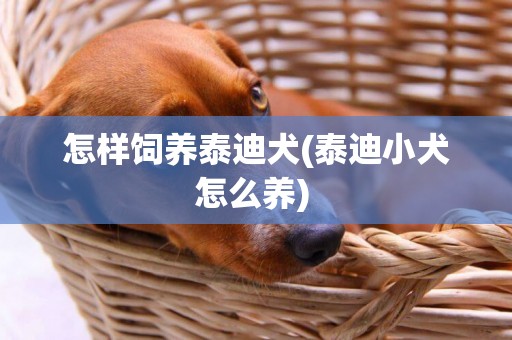 怎樣飼養泰迪犬(泰迪小犬怎么養) 