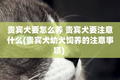 貴賓犬要怎么養 貴賓犬要注意什么(貴賓犬幼犬飼養的注意事項) 