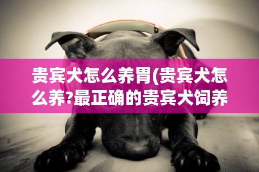 貴賓犬怎么養胃(貴賓犬怎么養?最正確的貴賓犬飼養方法) 