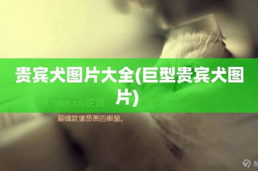 貴賓犬圖片大全(巨型貴賓犬圖片) 