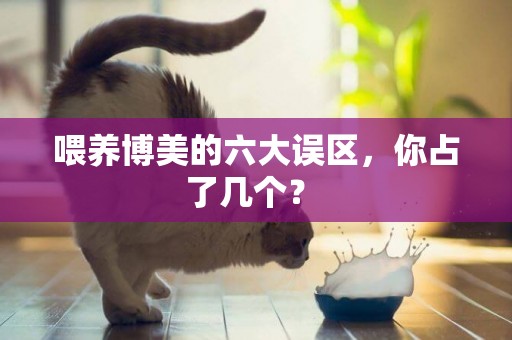 喂養博美的六大誤區，你占了幾個？ 