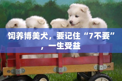 飼養博美犬，要記住“7不要”，一生受益 