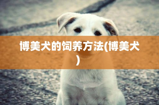 博美犬的飼養方法(博美犬) 