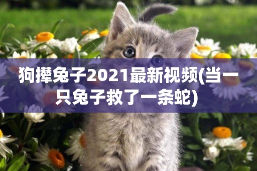 狗攆兔子2021最新視頻(當一只兔子救了一條蛇) 