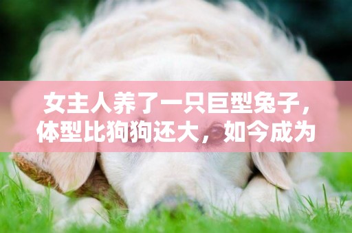 女主人養了一只巨型兔子，體型比狗狗還大，如今成為“網紅兔” 