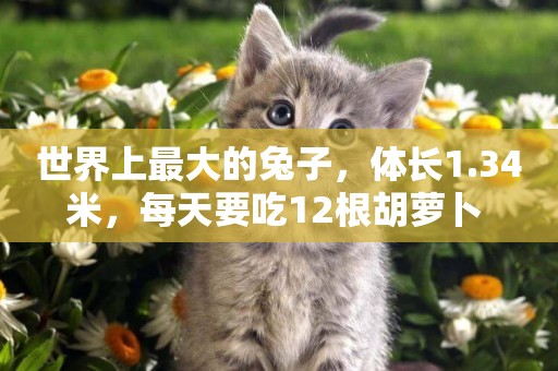 世界上最大的兔子，體長1.34米，每天要吃12根胡蘿卜 