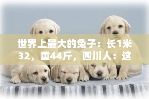 世界上最大的兔子：長1米32，重44斤，四川人：這個兔頭有點意思 