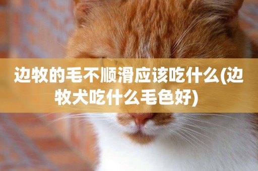 邊牧的毛不順滑應該吃什么(邊牧犬吃什么毛色好) 