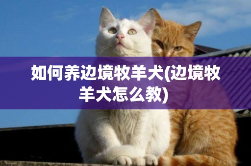 如何養邊境牧羊犬(邊境牧羊犬怎么教) 