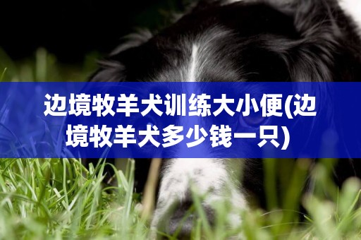 邊境牧羊犬訓練大小便(邊境牧羊犬多少錢一只) 