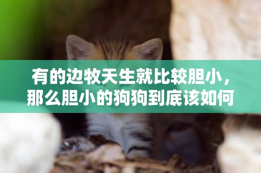 有的邊牧天生就比較膽小，那么膽小的狗狗到底該如何訓練呢？ 