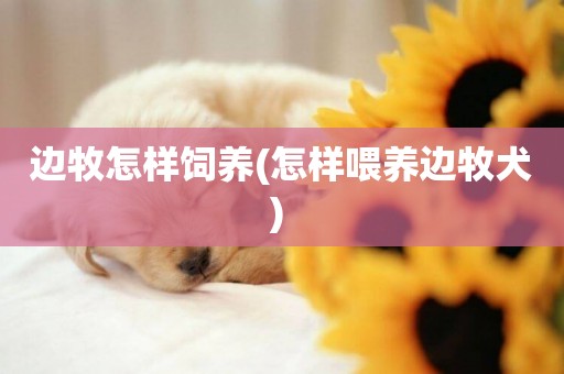 邊牧怎樣飼養(怎樣喂養邊牧犬) 