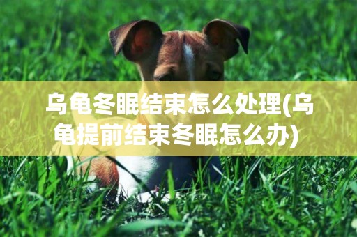烏龜冬眠結束怎么處理(烏龜提前結束冬眠怎么辦) 