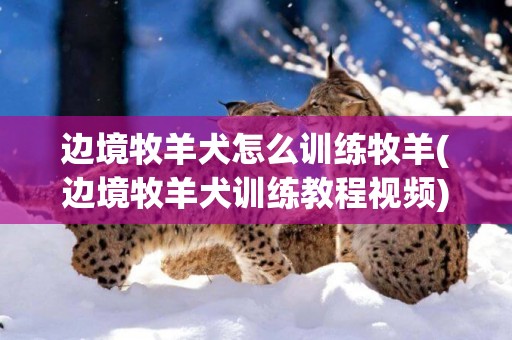 邊境牧羊犬怎么訓練牧羊(邊境牧羊犬訓練教程視頻) 