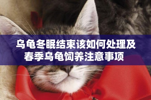 烏龜冬眠結束該如何處理及春季烏龜飼養注意事項 