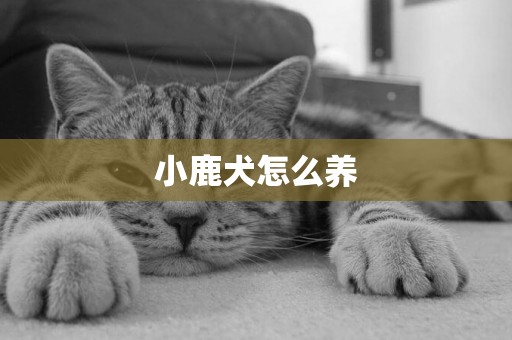 小鹿犬怎么養