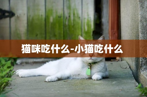 貓咪吃什么-小貓吃什么 