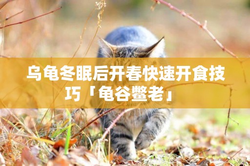 烏龜冬眠后開春快速開食技巧「龜谷鱉老」 
