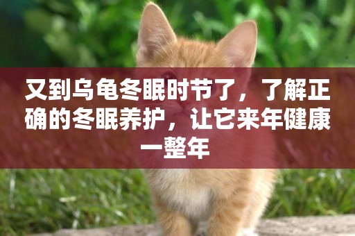 又到烏龜冬眠時節了，了解正確的冬眠養護，讓它來年健康一整年 