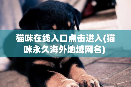 貓咪在線入口點擊進入(貓咪永久海外地域網名) 