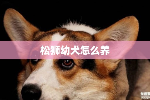 松獅幼犬怎么養