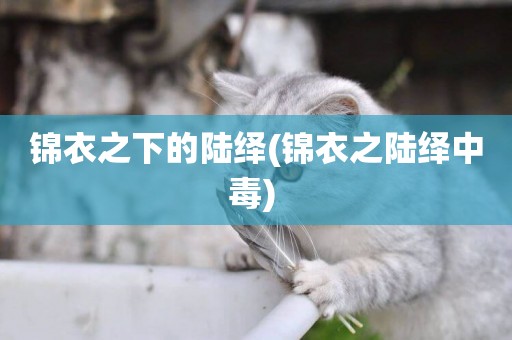 錦衣之下的陸繹(錦衣之陸繹中毒) 