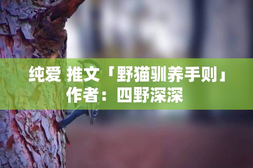 純愛 推文「野貓馴養手則」作者：四野深深 