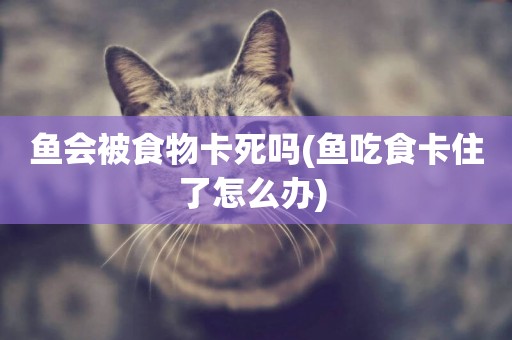 魚會被食物卡死嗎(魚吃食卡住了怎么辦) 