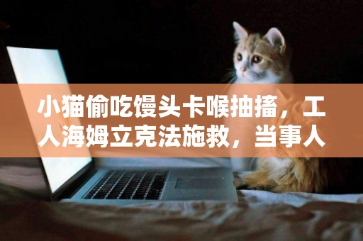 小貓偷吃饅頭卡喉抽搐，工人海姆立克法施救，當事人：視頻爆火后一晚上數百個網友來電 