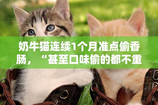 奶牛貓連續1個月準點偷香腸，“甚至口味偷的都不重樣！” 