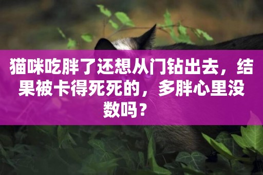 貓咪吃胖了還想從門鉆出去，結果被卡得死死的，多胖心里沒數嗎？ 