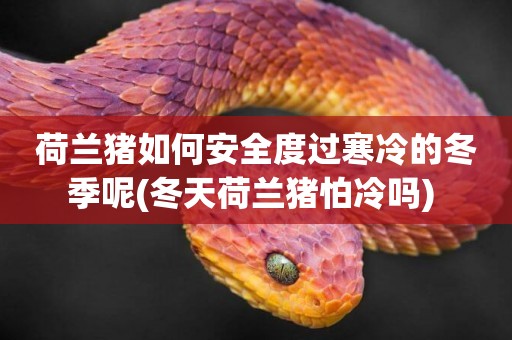 荷蘭豬如何安全度過寒冷的冬季呢(冬天荷蘭豬怕冷嗎) 