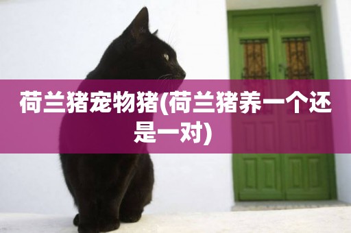 荷蘭豬寵物豬(荷蘭豬養一個還是一對) 