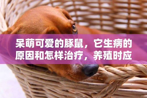 呆萌可愛的豚鼠，它生病的原因和怎樣治療，養殖時應注意的事項 