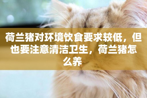 荷蘭豬對環境飲食要求較低，但也要注意清潔衛生，荷蘭豬怎么養 