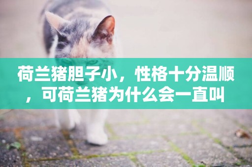 荷蘭豬膽子小，性格十分溫順，可荷蘭豬為什么會一直叫 