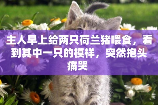主人早上給兩只荷蘭豬喂食，看到其中一只的模樣，突然抱頭痛哭 