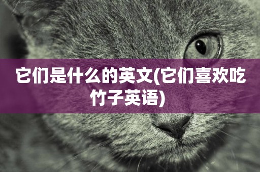 它們是什么的英文(它們喜歡吃竹子英語) 