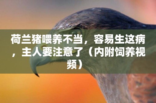 荷蘭豬喂養不當，容易生這病，主人要注意了（內附飼養視頻） 