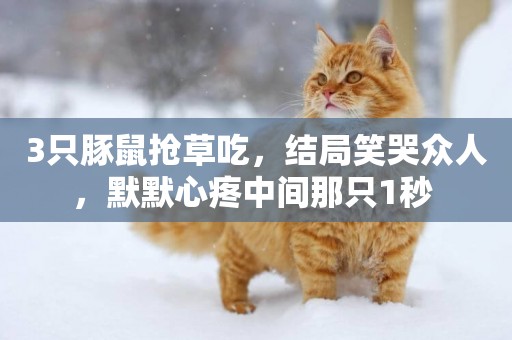 3只豚鼠搶草吃，結局笑哭眾人，默默心疼中間那只1秒 
