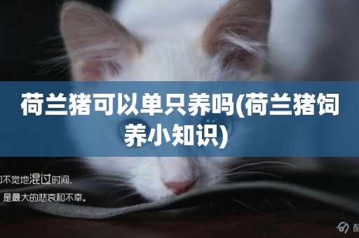 荷蘭豬可以單只養嗎(荷蘭豬飼養小知識) 