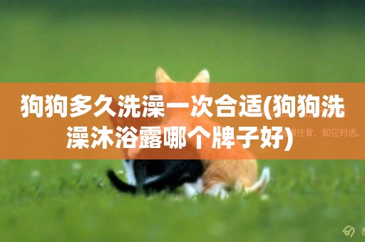 狗狗多久洗澡一次合適(狗狗洗澡沐浴露哪個牌子好) 