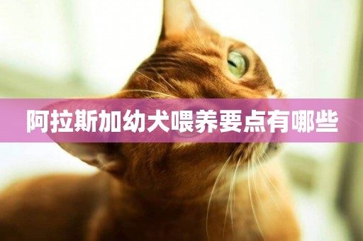 阿拉斯加幼犬喂養要點有哪些
