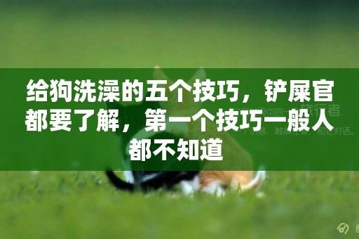 給狗洗澡的五個技巧，鏟屎官都要了解，第一個技巧一般人都不知道 