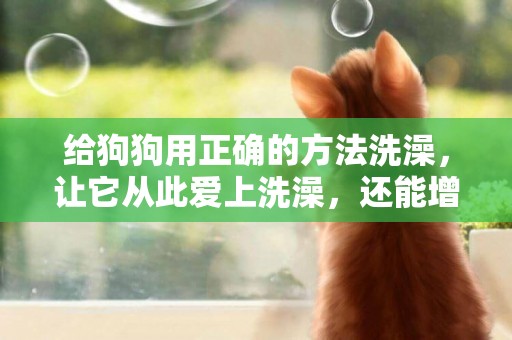 給狗狗用正確的方法洗澡，讓它從此愛上洗澡，還能增加彼此感情 