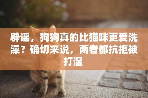 辟謠，狗狗真的比貓咪更愛洗澡？確切來說，兩者都抗拒被打濕 